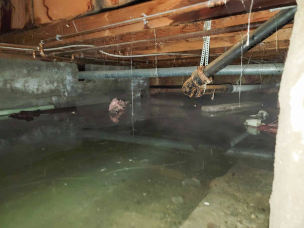 Trusted Pine Lakes, FL Water damage restoration Experts